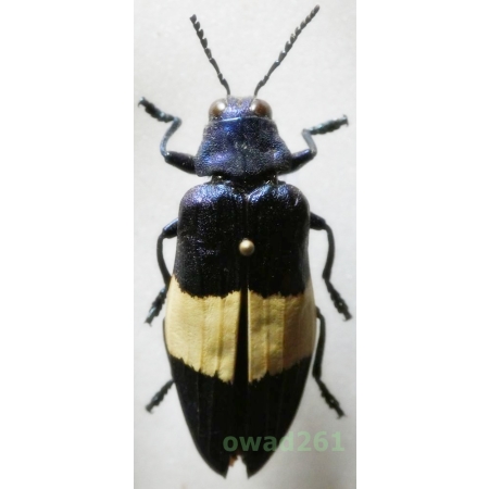 Chrysochroa castelnaudi H. Deyrolle, 1862 42mm Malaysia